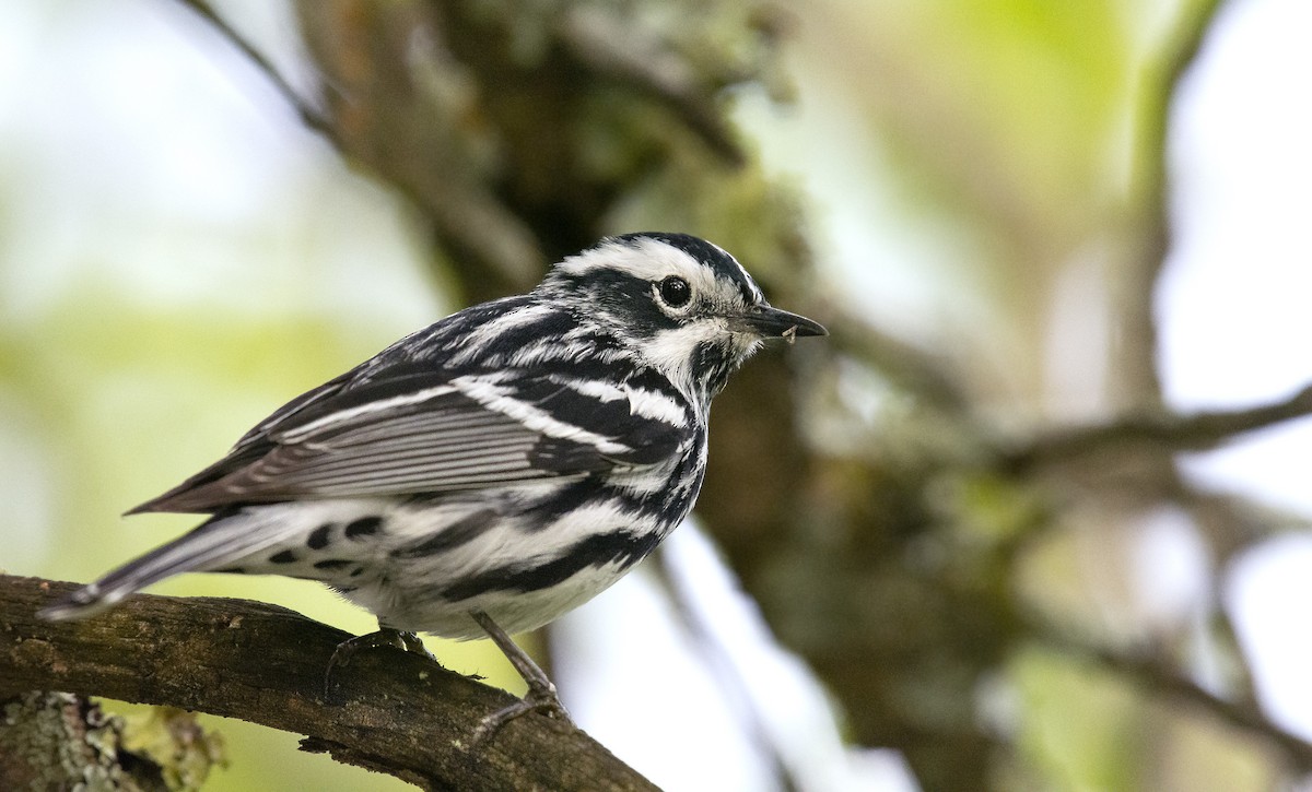 Black-and-white Warbler - ML156867641