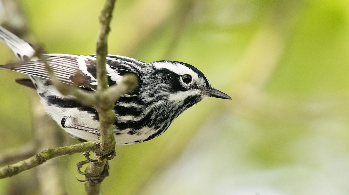 Black-and-white Warbler - ML156867771