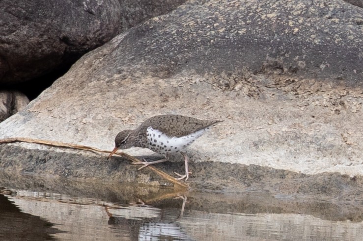 Spotted Sandpiper - Debbie Young