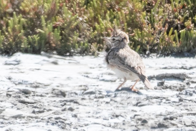 Crested Lark