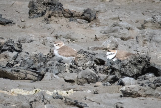 Kentish Plover