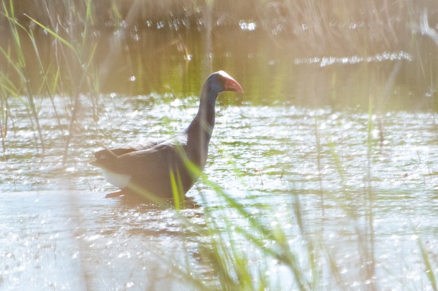 Western Swamphen