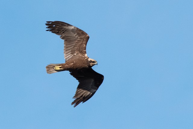 Western Marsh Harrier