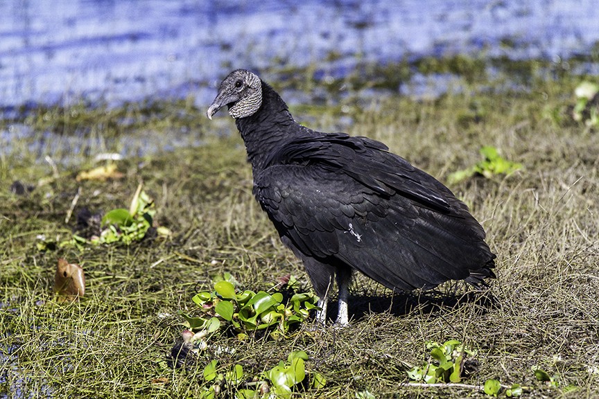 Black Vulture - Peter Crook