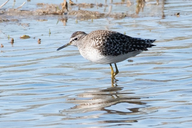 Wood Sandpiper