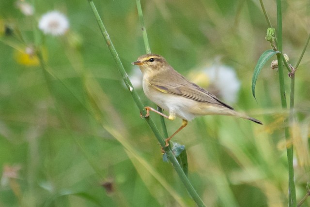 Willow Warbler