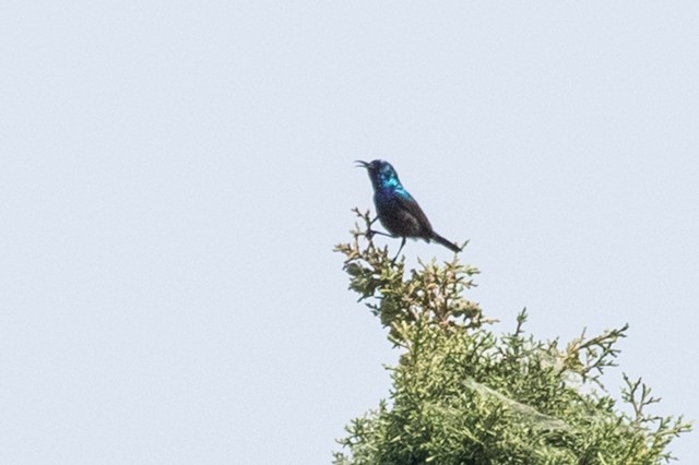 Palestine Sunbird