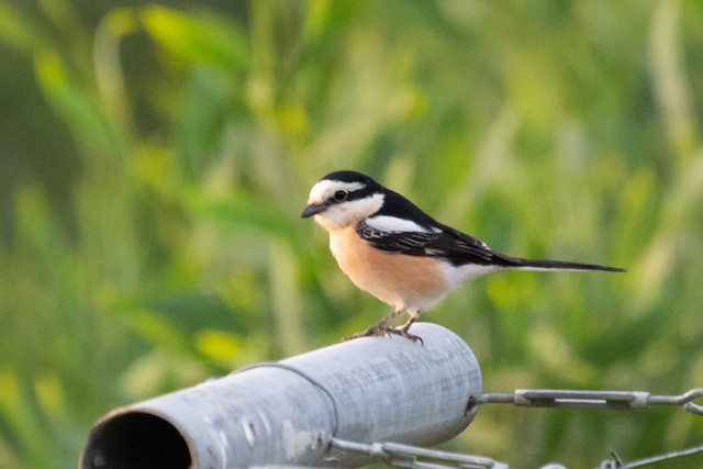 Masked Shrike