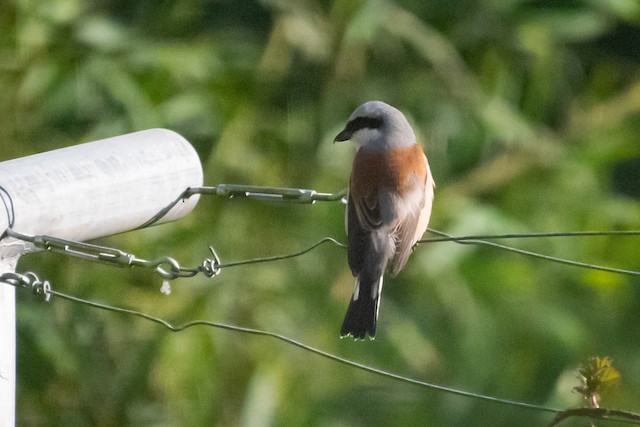 Red-backed Shrike