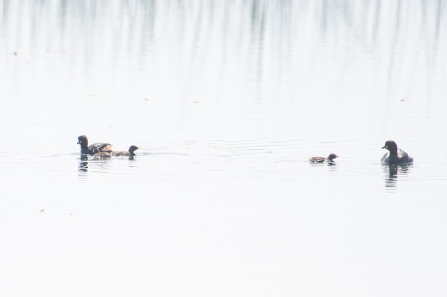 Little Grebe