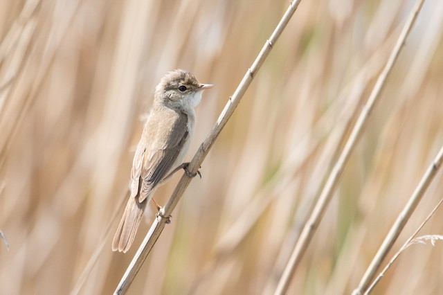 Common Reed Warbler