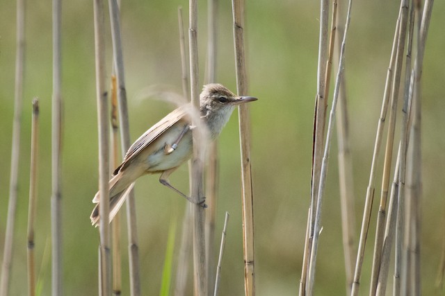 Great Reed Warbler