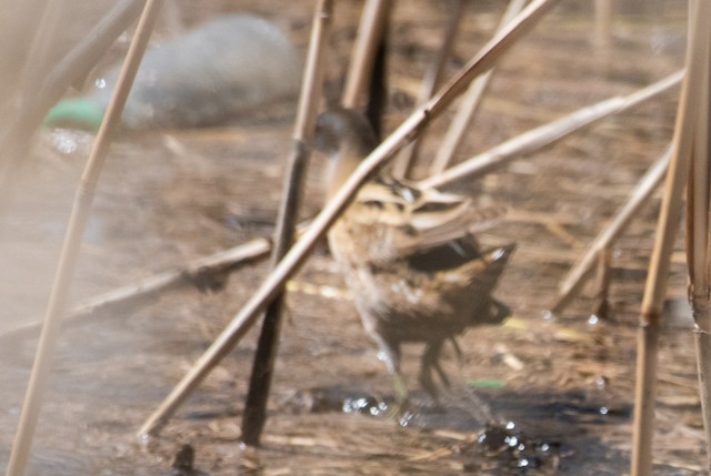 Little Crake