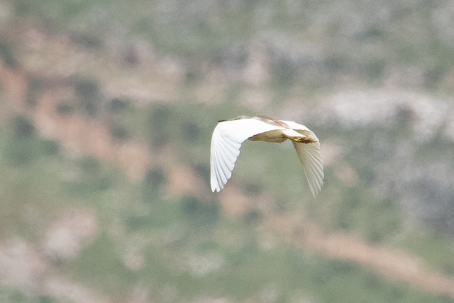 Squacco Heron