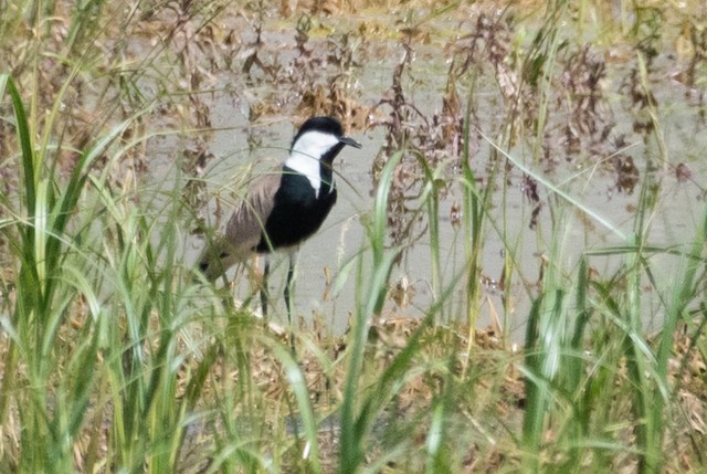 Spur-winged Lapwing