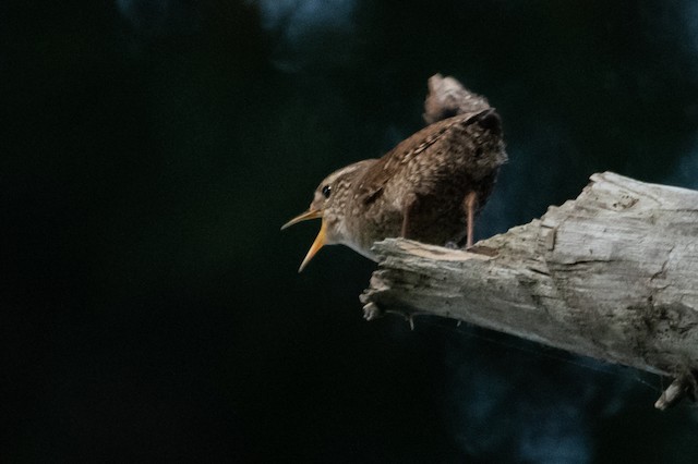 Eurasian Wren