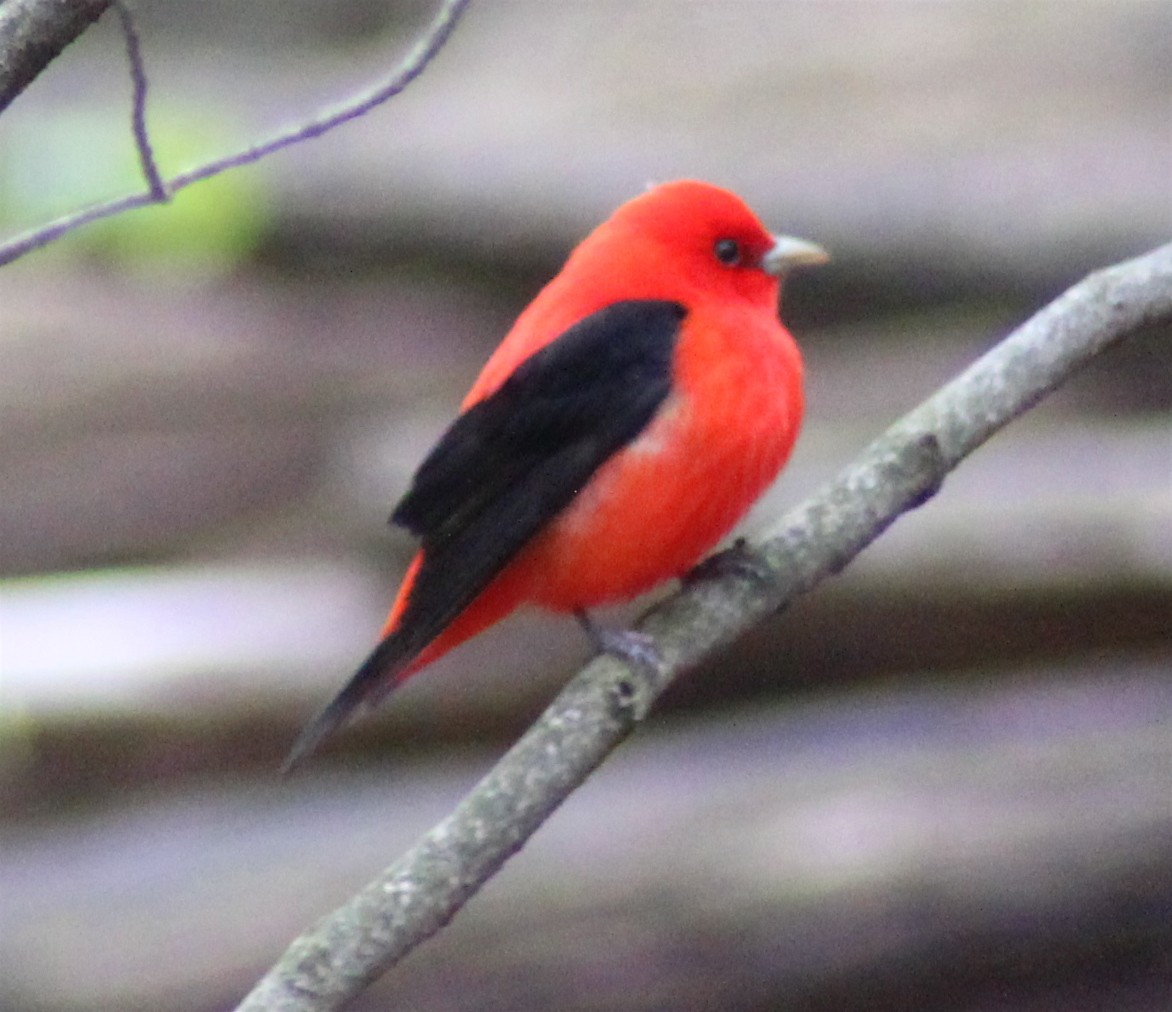 Scarlet Tanager - ML156885241