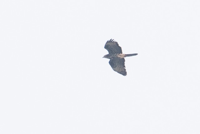 European Honey-buzzard