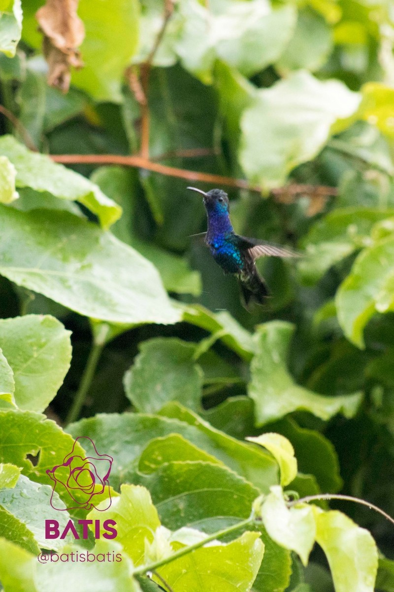 Sapphire-bellied Hummingbird - Samuel Casseres ruiz