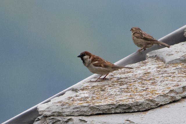 Italian Sparrow