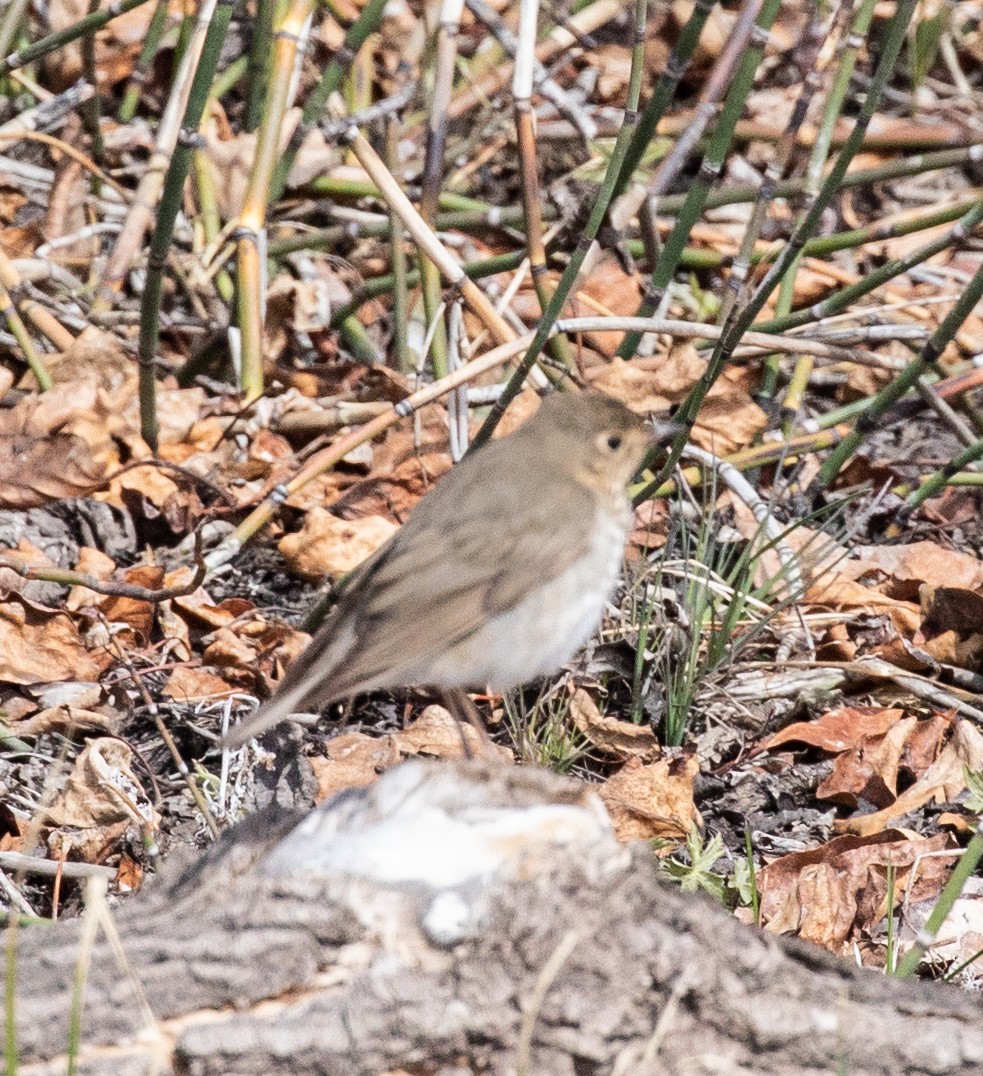 Swainson's Thrush - Debbie Young