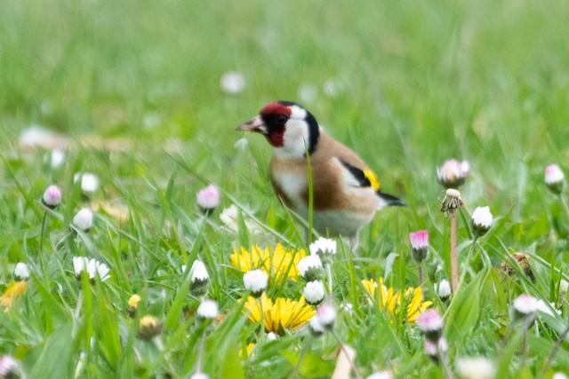 European Goldfinch