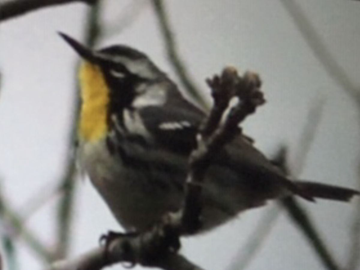 Yellow-throated Warbler - ML156890591