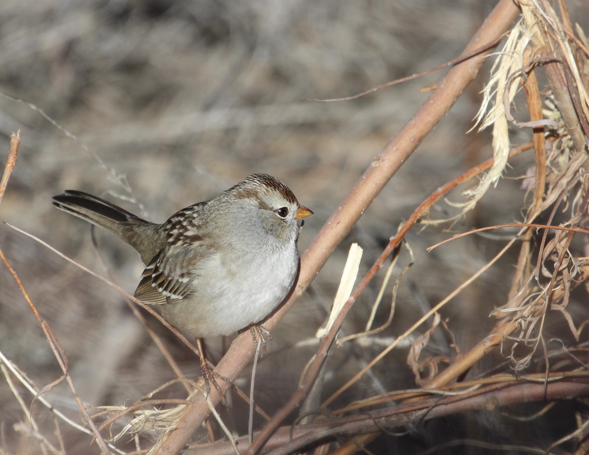 White-crowned Sparrow - ML156890641