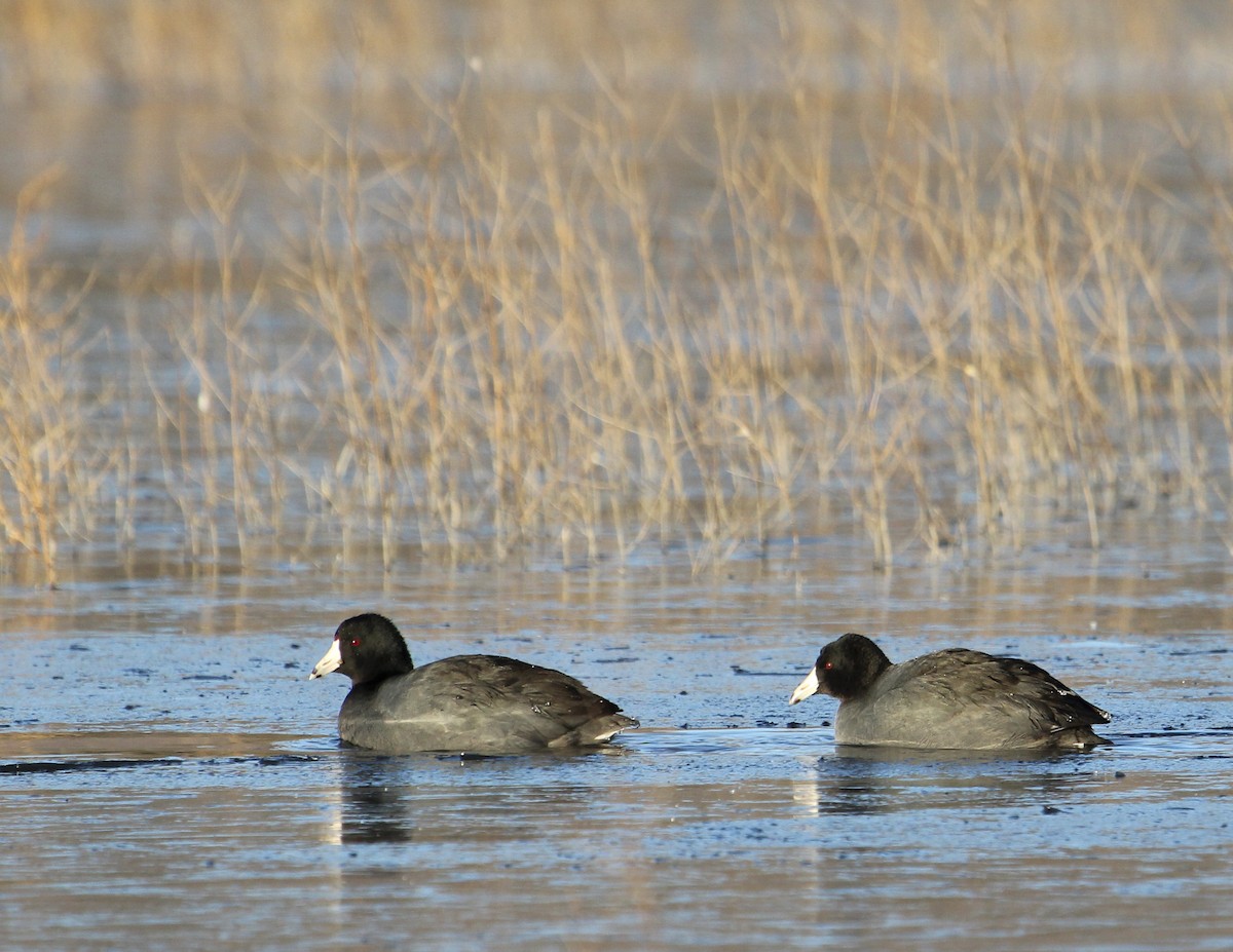 American Coot (Red-shielded) - ML156891131