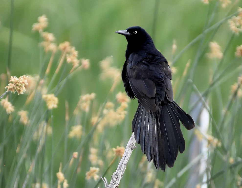 Great-tailed Grackle - Ad Konings