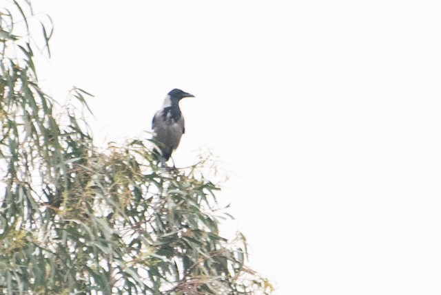 Hooded Crow