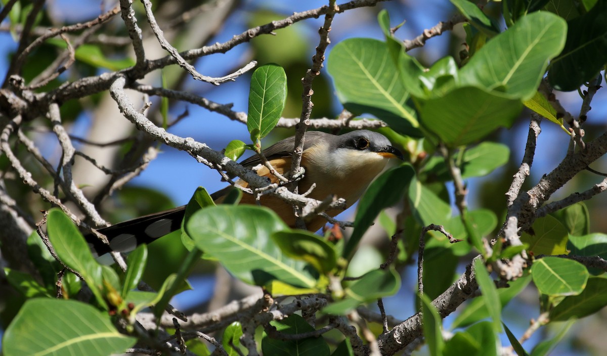 Mangrove Cuckoo - ML156893321