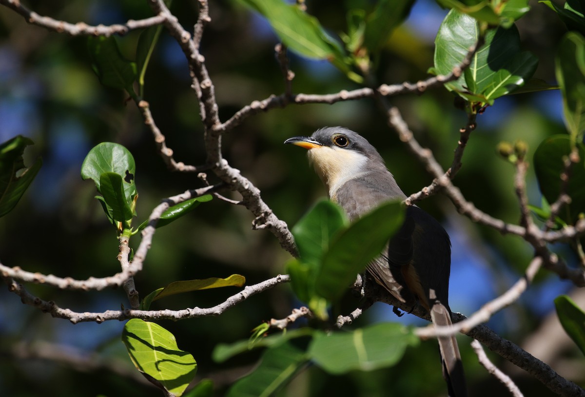 Mangrove Cuckoo - ML156893611