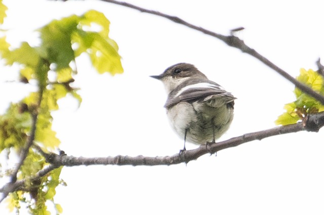 European Pied Flycatcher