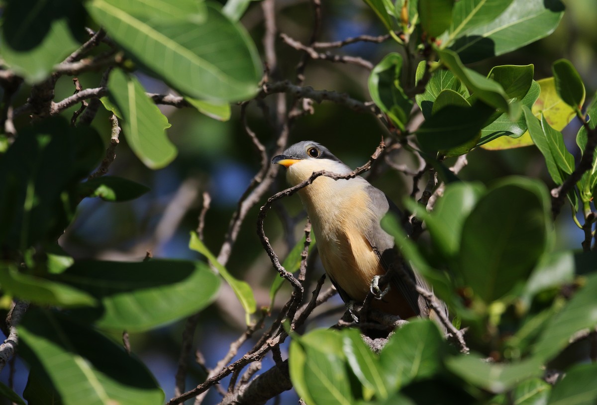 Mangrove Cuckoo - ML156893781
