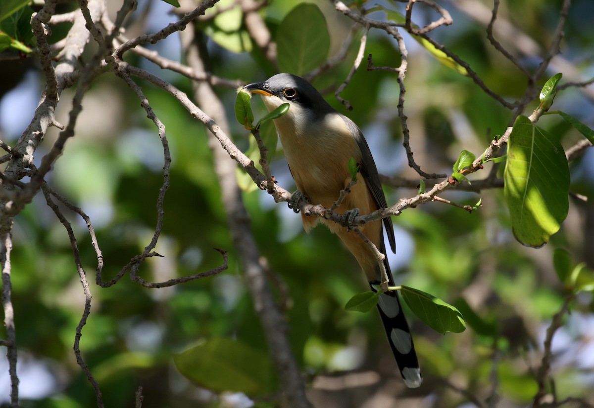Mangrove Cuckoo - ML156893841