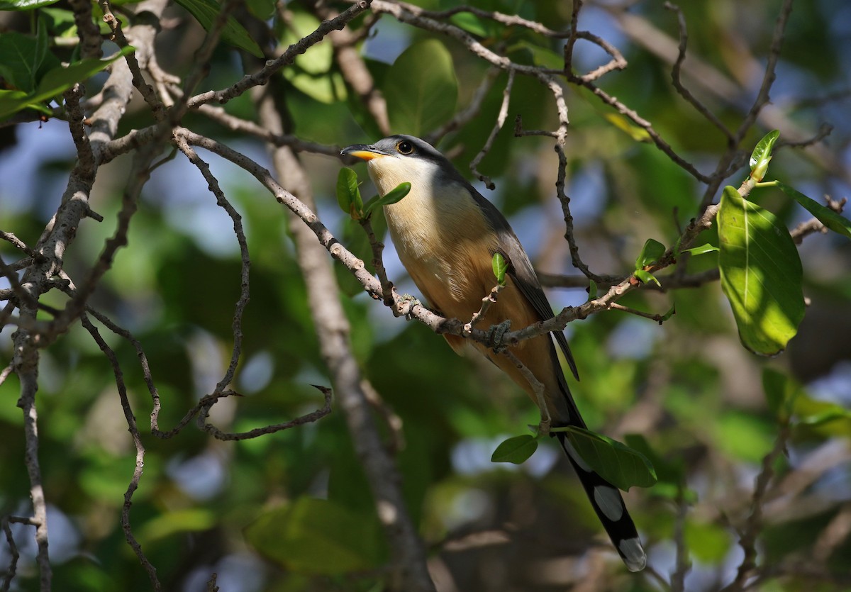 Mangrove Cuckoo - ML156894011