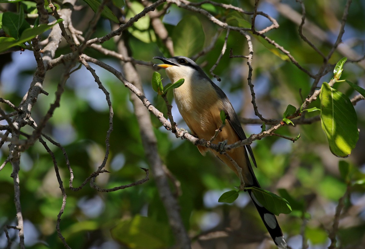 Mangrove Cuckoo - ML156894051