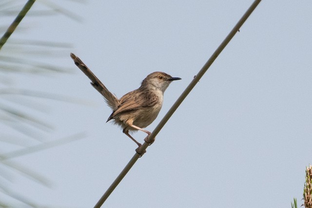 Graceful Prinia