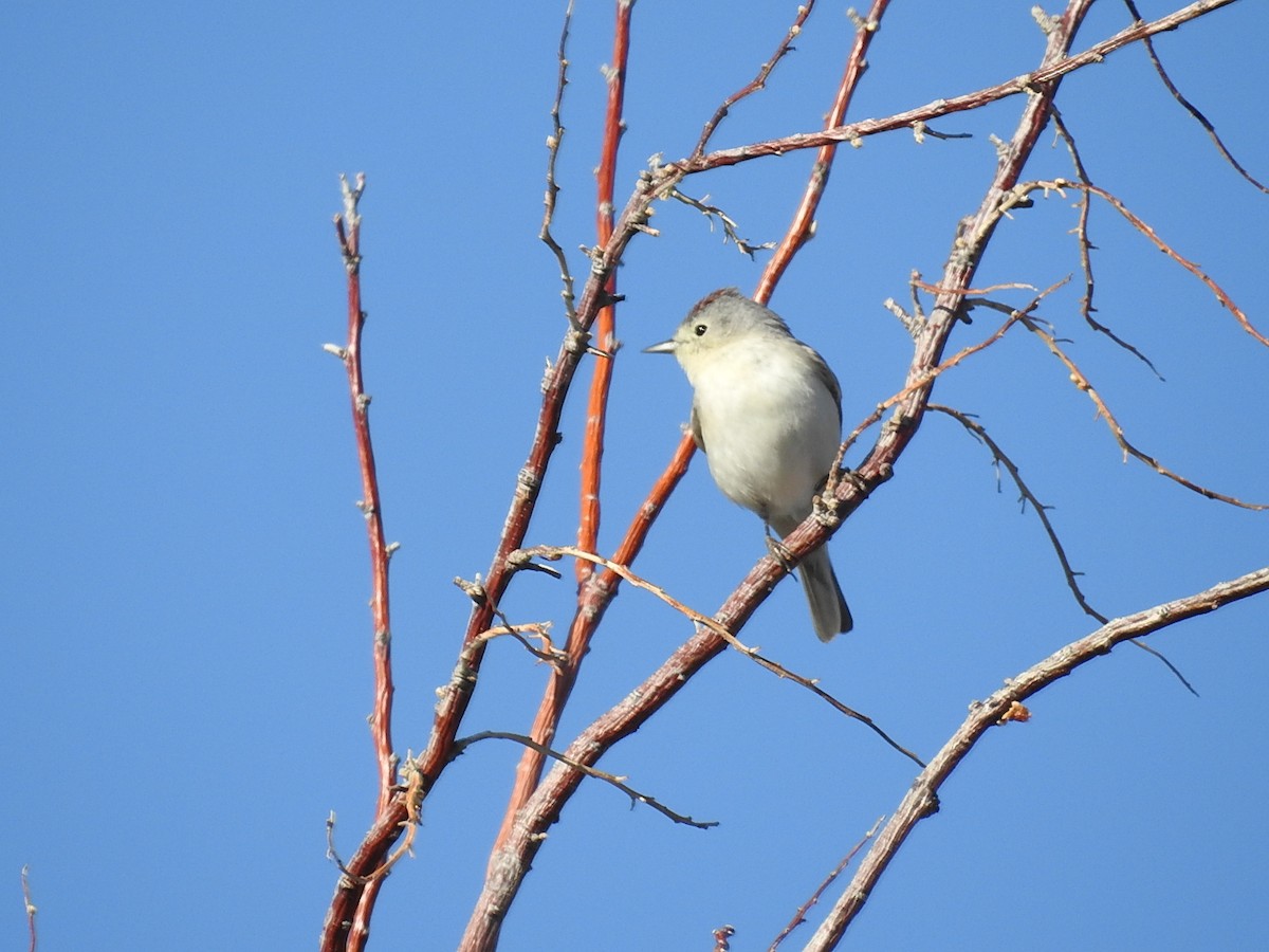 Lucy's Warbler - ML156894511