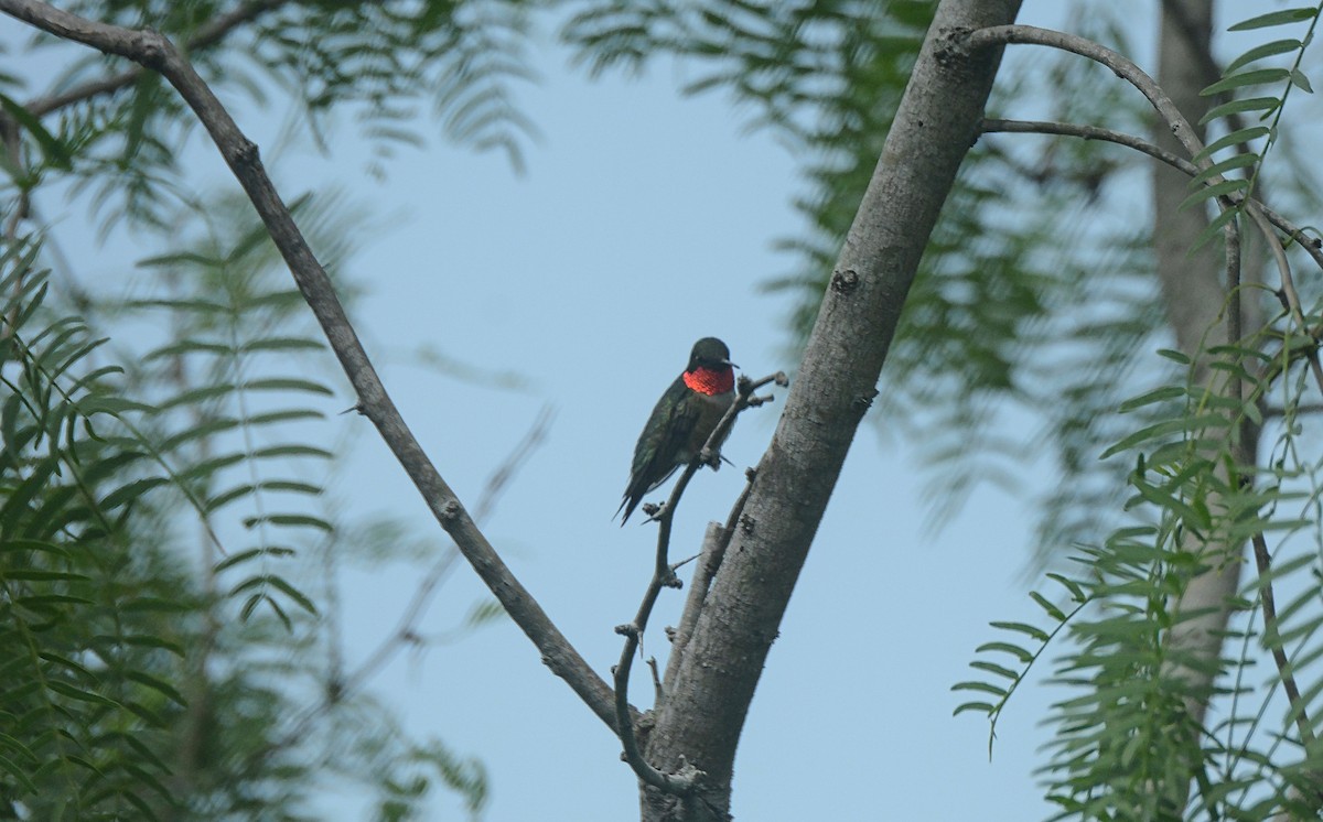 Ruby-throated Hummingbird - Douglas Hall