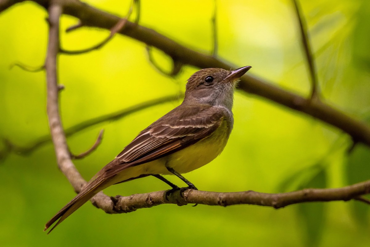 Great Crested Flycatcher - ML156901961