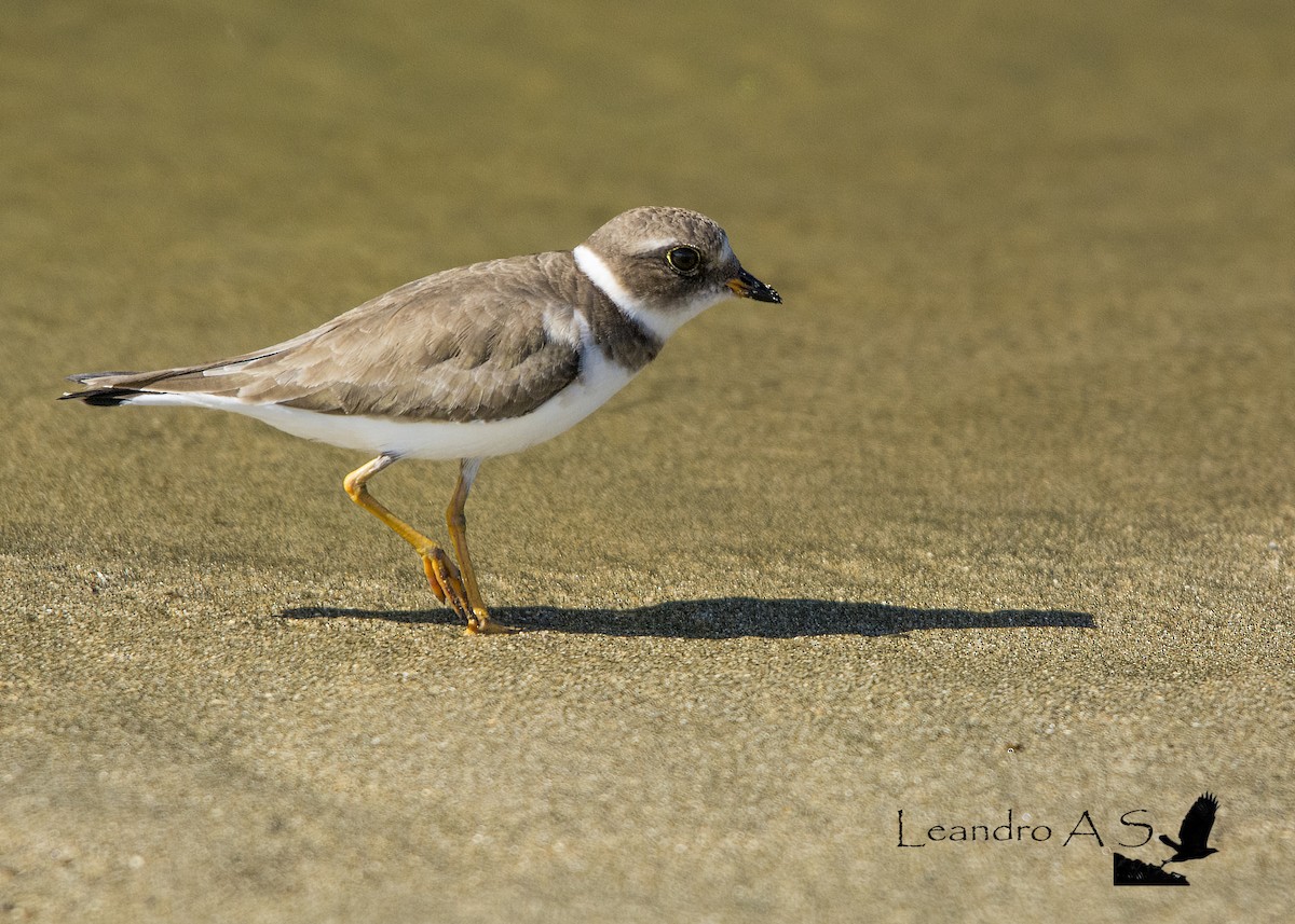 Semipalmated Plover - Leandro Arias