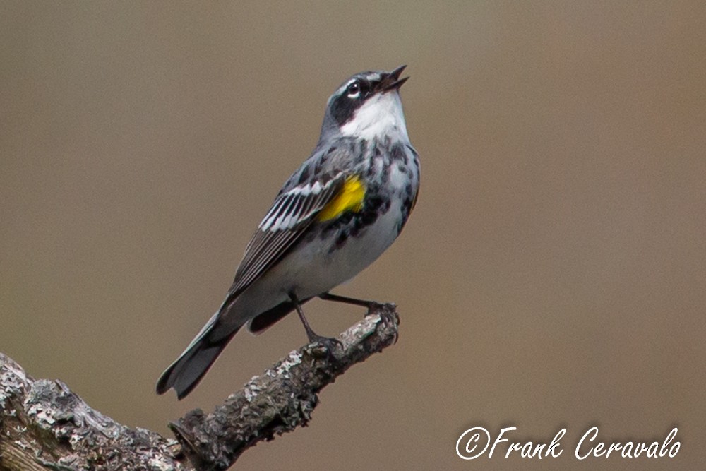 Yellow-rumped Warbler - Frank Ceravalo