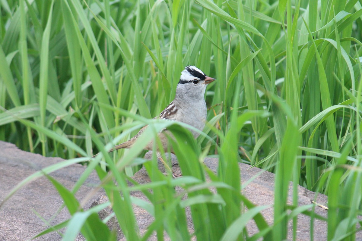 White-crowned Sparrow - ML156906541