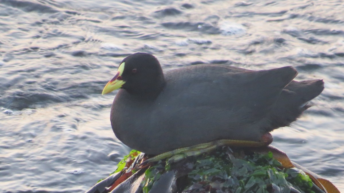 Red-gartered Coot - ML156906861