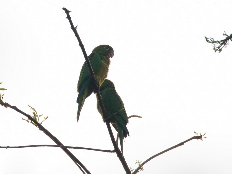 Olive-throated Parakeet - Rolando Chávez