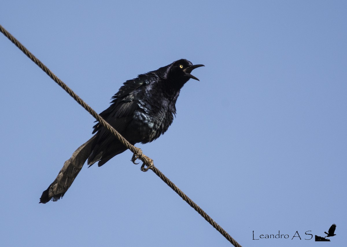 Great-tailed Grackle - Leandro Arias