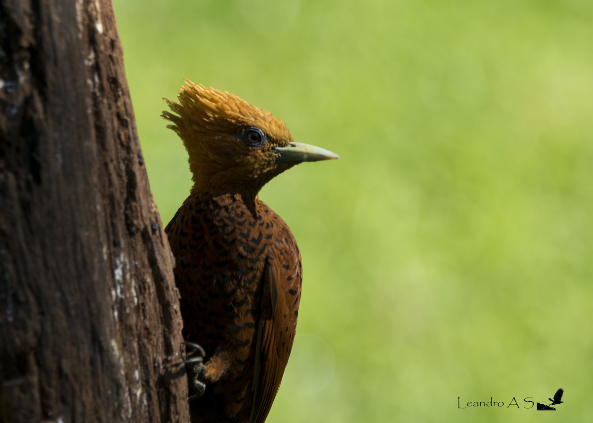 Chestnut-colored Woodpecker - Leandro Arias