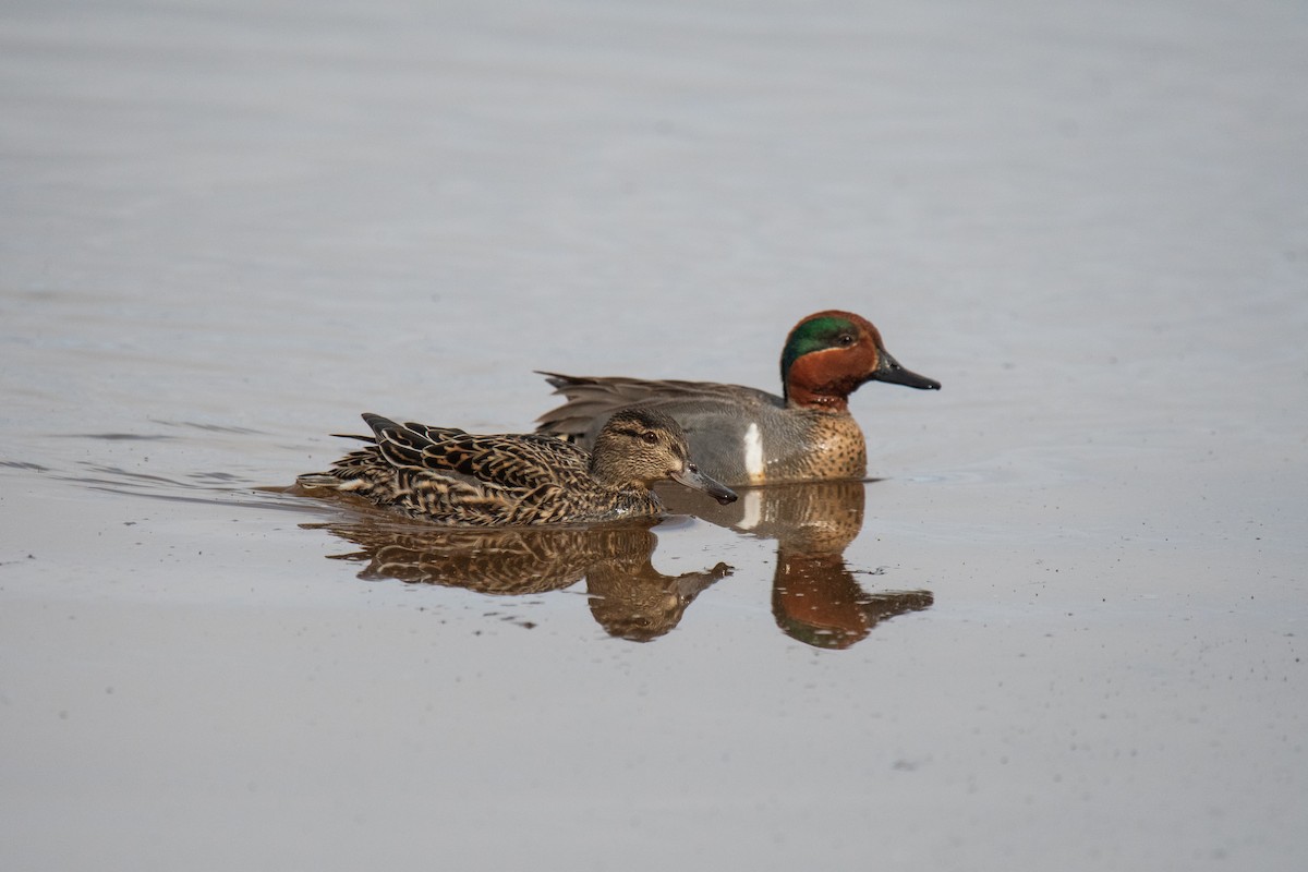Green-winged Teal - ML156910741